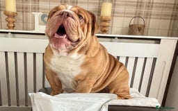 English Bulldog dogs for stud: REGGIE in Bilston - Image 1