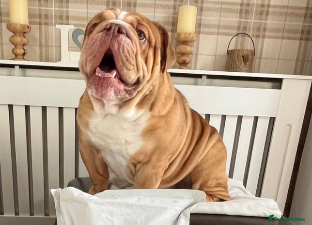 English Bulldog dogs in Bilston - Advert 1