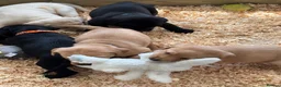 Labrador Retriever dogs for sale: Labrador - Advert 6