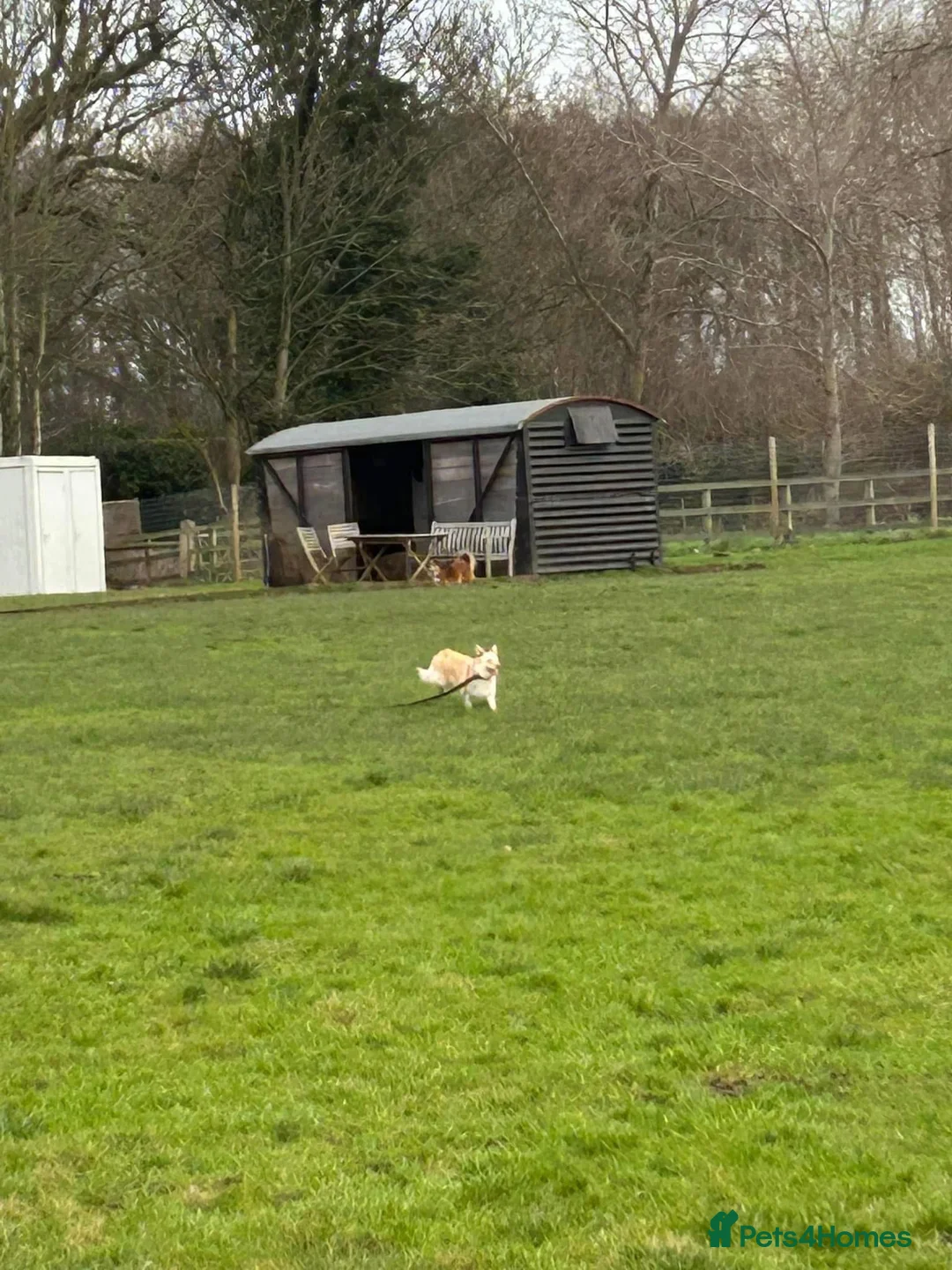 Mixed Breed dogs for adoption: Winnie - Norwich Norfolk  in Norwich - Advert 13