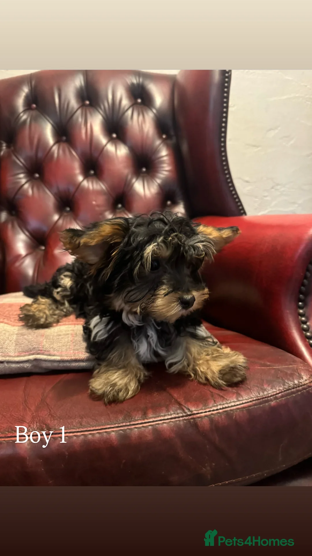 Yorkiepoo dogs for sale: Yorkiepoo puppies for sale  - Advert 2