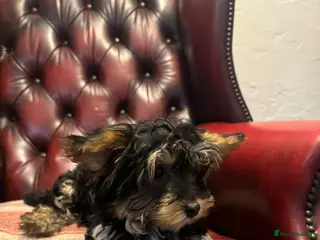 Yorkiepoo dogs Yorkiepoo puppies for sale - Advert 14