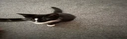 British Shorthair cats for sale: 3 kittens in Tipton - Advert 2