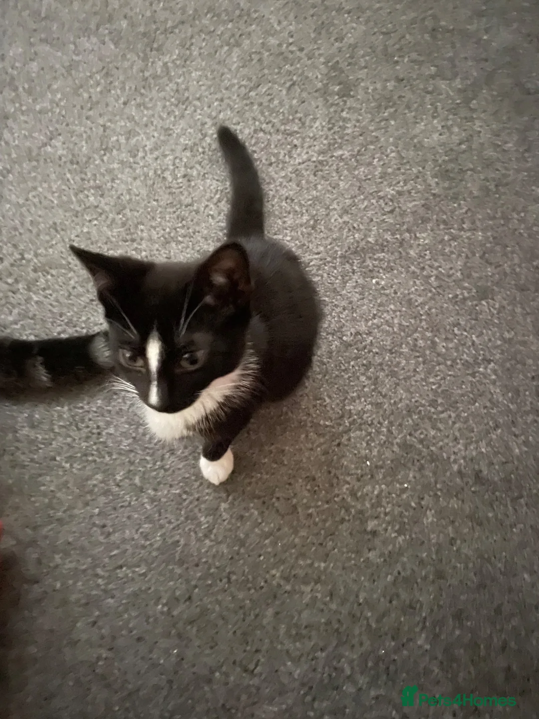 British Shorthair cats for sale: 3 kittens in Tipton - Advert 2