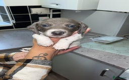 Dachshund dogs for sale: 🩶Silver miniature dachshunds litter READY TO GO🩶 - Image 9