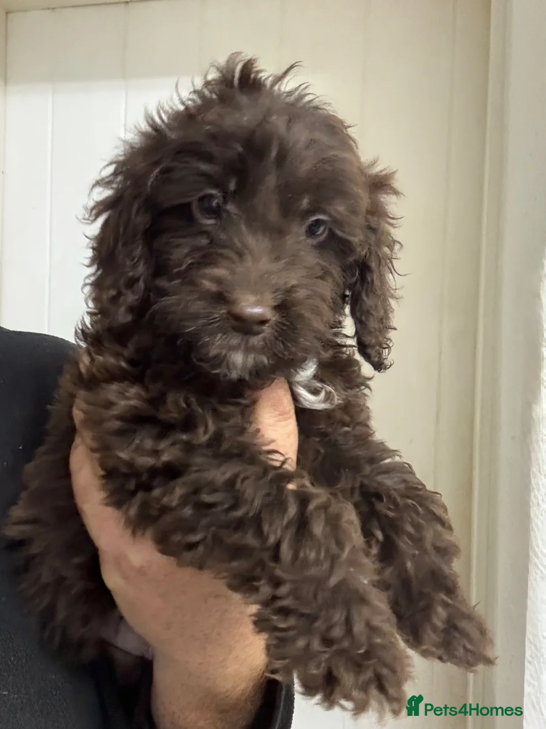 Bernedoodle dogs for sale: F1 Saint Berdoodle Pups - Advert 2