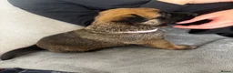Mixed Breed dogs for sale: Malinois x GSD Puppies ONLY 2 Males Ready To Leave - Advert 34