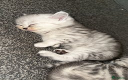 Persian cats for sale: Beautiful British shorthair silver tip mix breed - Image 5