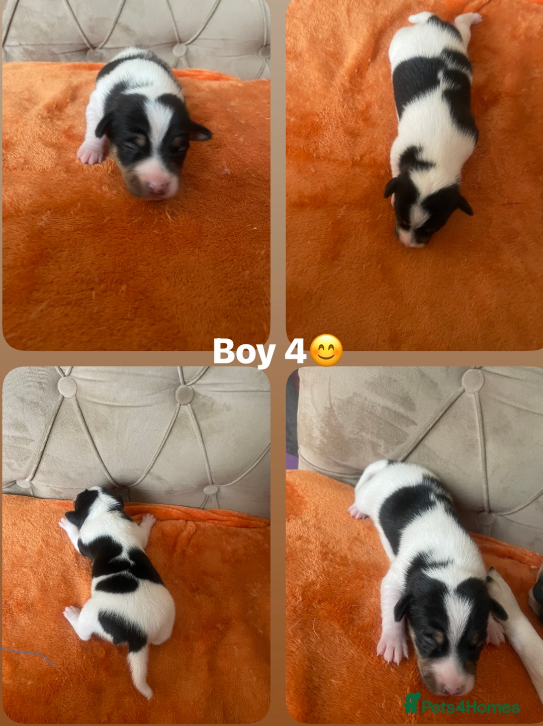 Jack Russell dogs for sale: Jack Russel puppys  - Advert 4