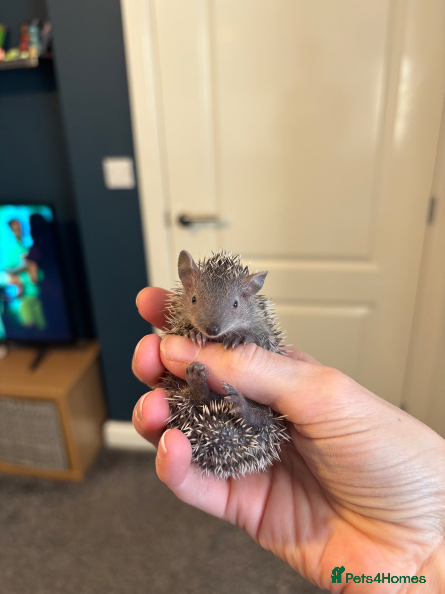 Mixed Breed rodents Lesser hedgehog tenrec  - Advert 1