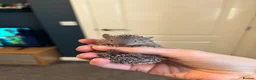 Mixed Breed rodents for sale: Lesser hedgehog tenrec  - Advert 1