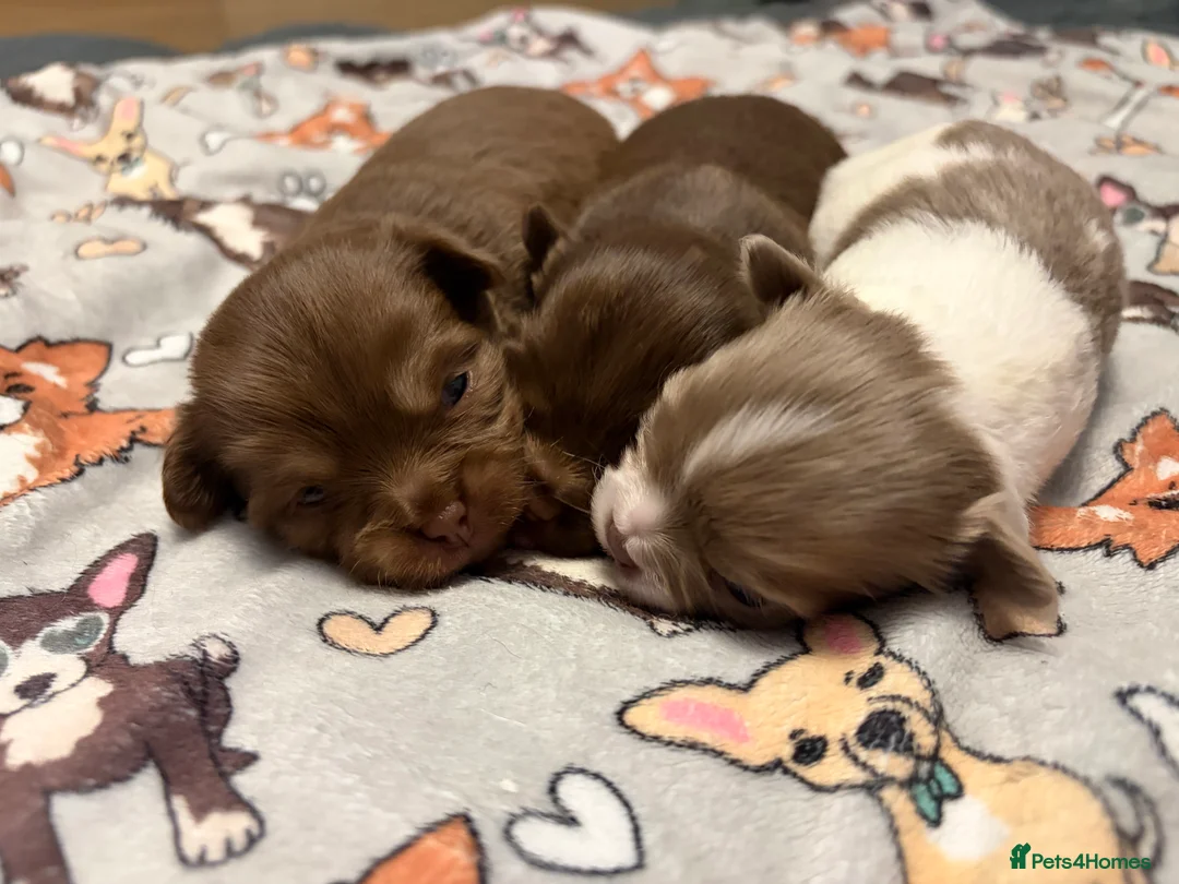 Chihuahua dogs for sale: One solid chocolate female chihuahua left!! ⭐️⭐️⭐️ - Advert 31
