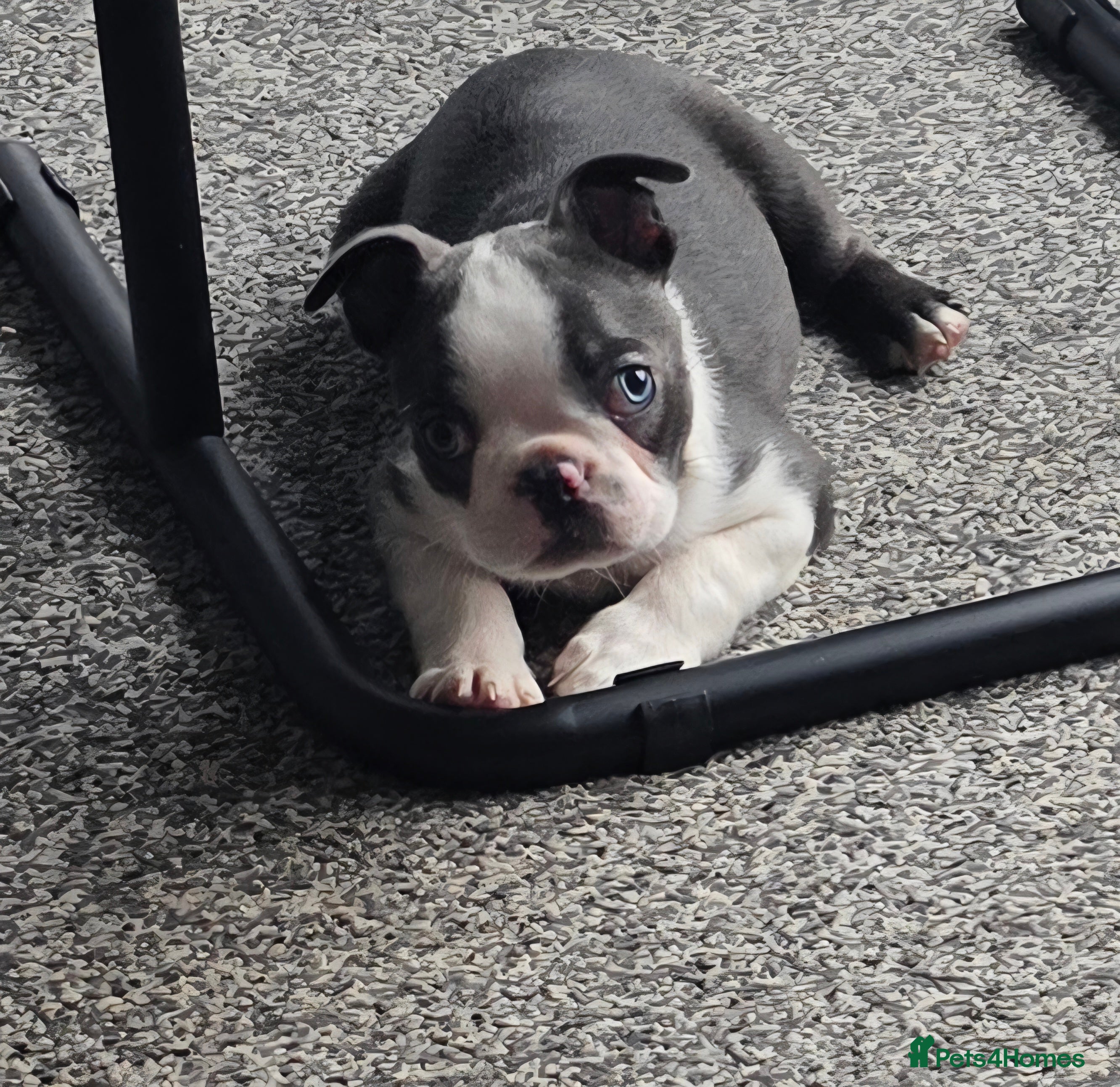 Boston Terrier dogs Stunning Rare Blue Boy Ready Now - Advert 1