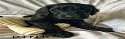 Newfypoo dogs for sale: 8 Beautiful F1 Newfypoo Puppies  - Advert 18