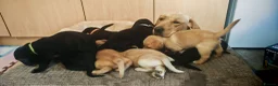Mixed Breed dogs for sale: Labrador mum dad collie/cocker puppies for sale  in Newport - Advert 3