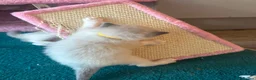 Ragdoll cats for sale: 4 beautiful ragdoll kittens  - Advert 26