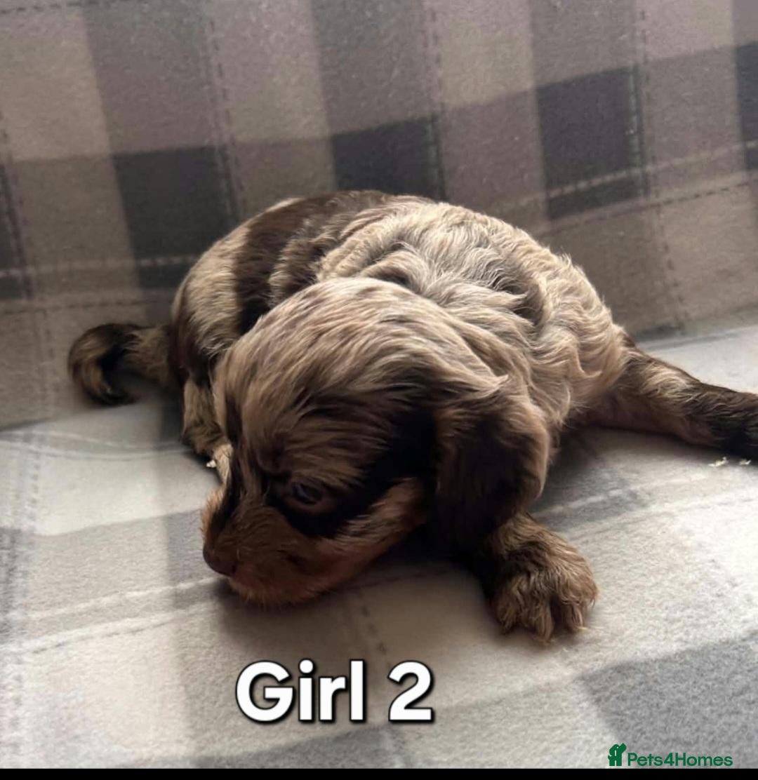Cockapoo dogs x1 Girl & x4 Boys Available - Cockapoo Puppies  - Advert 9