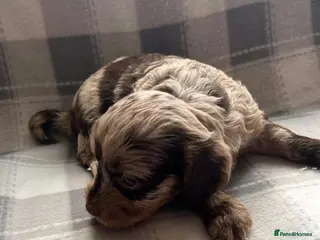 Cockapoo dogs x1 Girl & x4 Boys Available - Cockapoo Puppies - Advert 9