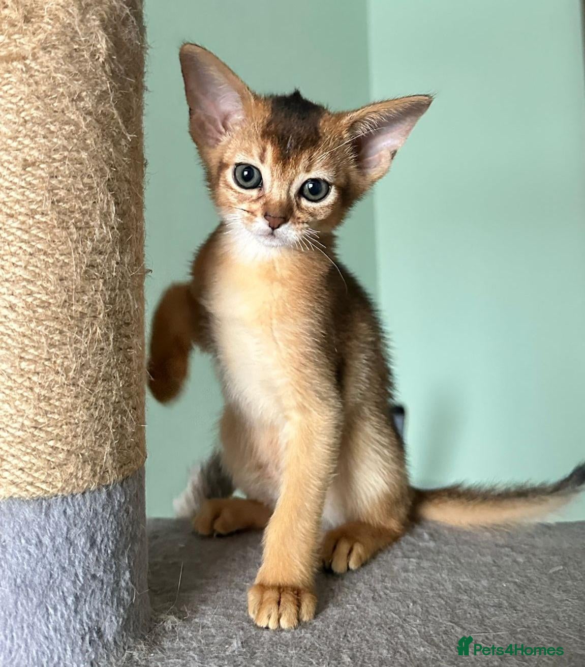 Abyssinian cats TICA Abyssinian kittens  - Advert 6
