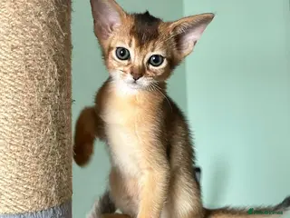 Abyssinian cats TICA Abyssinian kittens - Advert 6