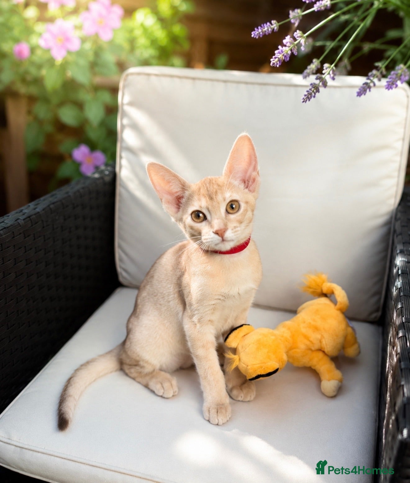 Abyssinian cats     Fu (福) 🏆✨ CHAMPION Silver Cinnamon Abyssinian - Advert 5