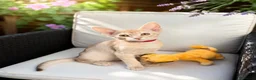 Abyssinian cats for sale:     Fu (福) 🏆✨ CHAMPION Silver Cinnamon Abyssinian - Advert 1