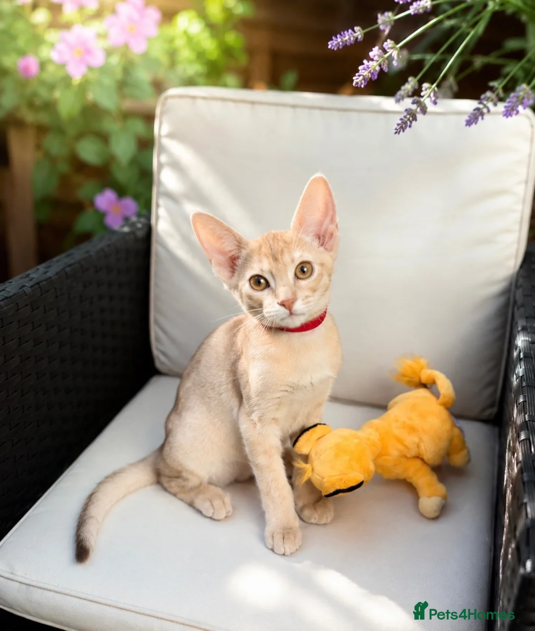 Abyssinian cats for sale:     Fu (福) 🏆✨ CHAMPION Silver Cinnamon Abyssinian - Advert 1