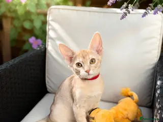Abyssinian cats Fu (福) 🏆✨ CHAMPION Silver Cinnamon Abyssinian - Advert 5