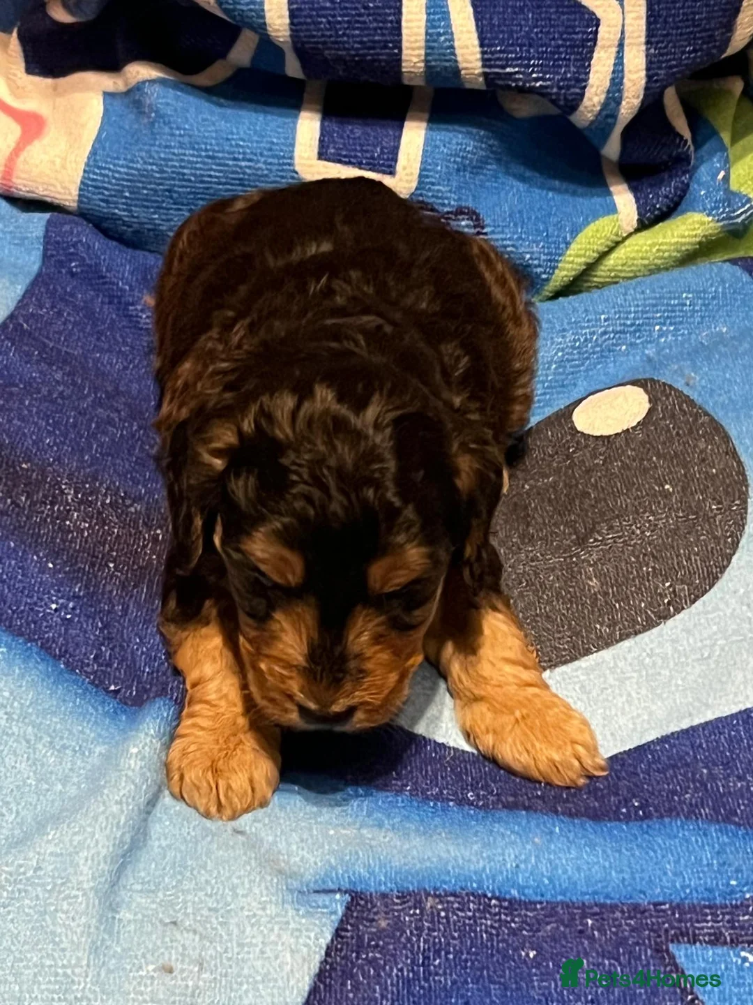 Cockapoo dogs for sale: F1b cockapoo for sale - Advert 19