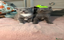 British Shorthair cats for sale: Beautiful British shorthair x kittens - Image 17