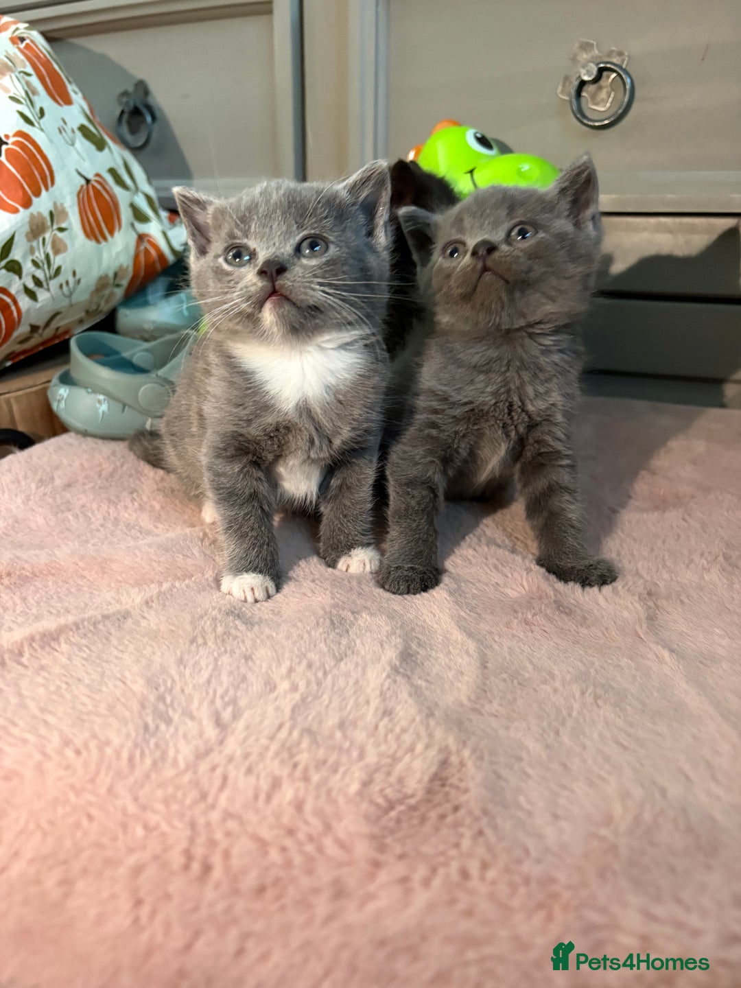 British Shorthair cats for sale: Beautiful British shorthair x kittens - Image 17