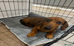Dachshund dogs for sale: 5 months old male  - Image 2