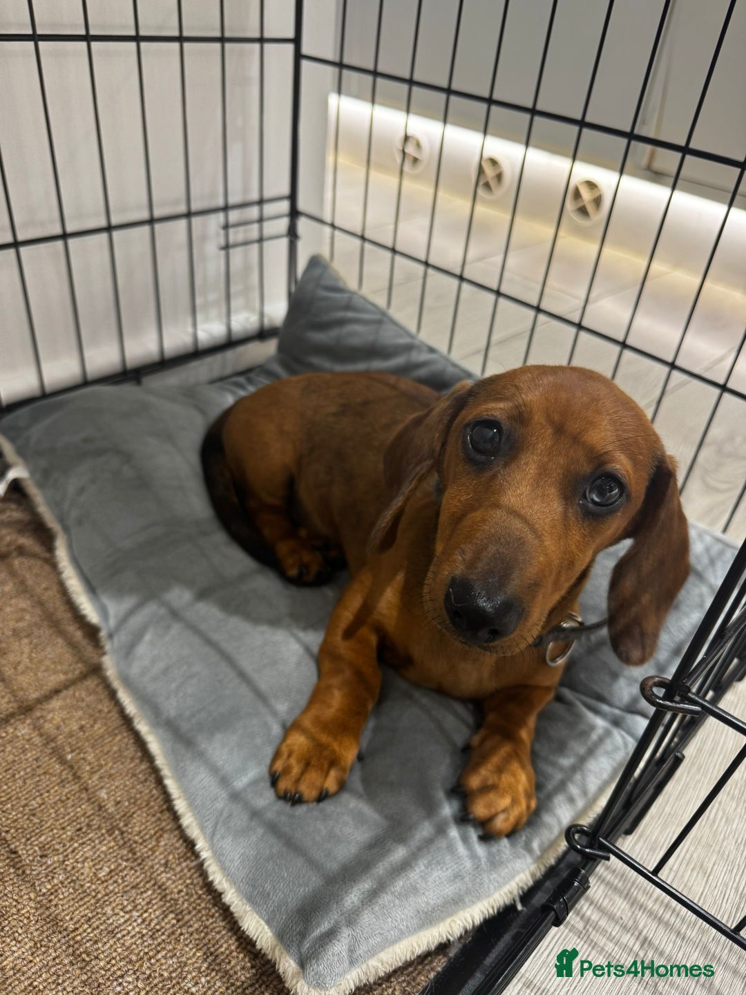 Dachshund dogs for sale: 5 months old male  - Image 2