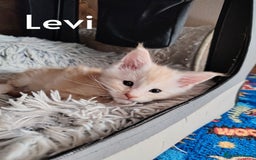 Maine Coon cats for sale: Home raised stunning Mainecoon boys. - Image 22