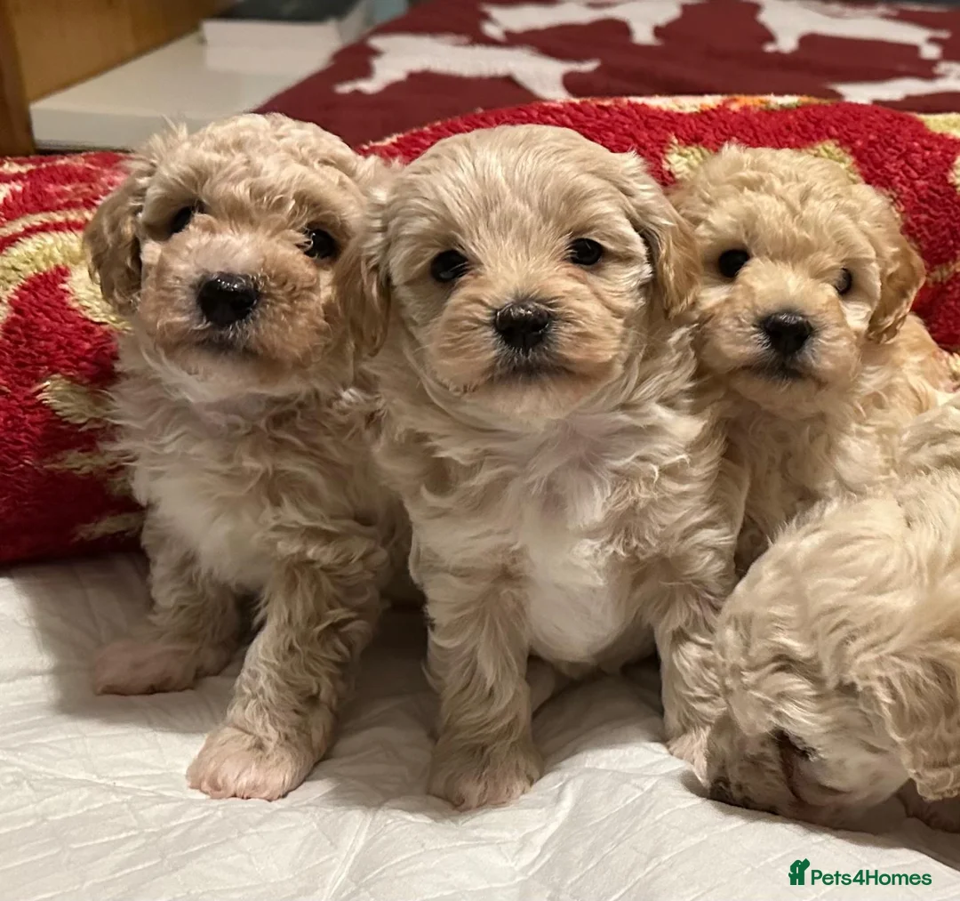 Maltipoo dogs for sale: Adorable maltipoos puppies  - Advert 2