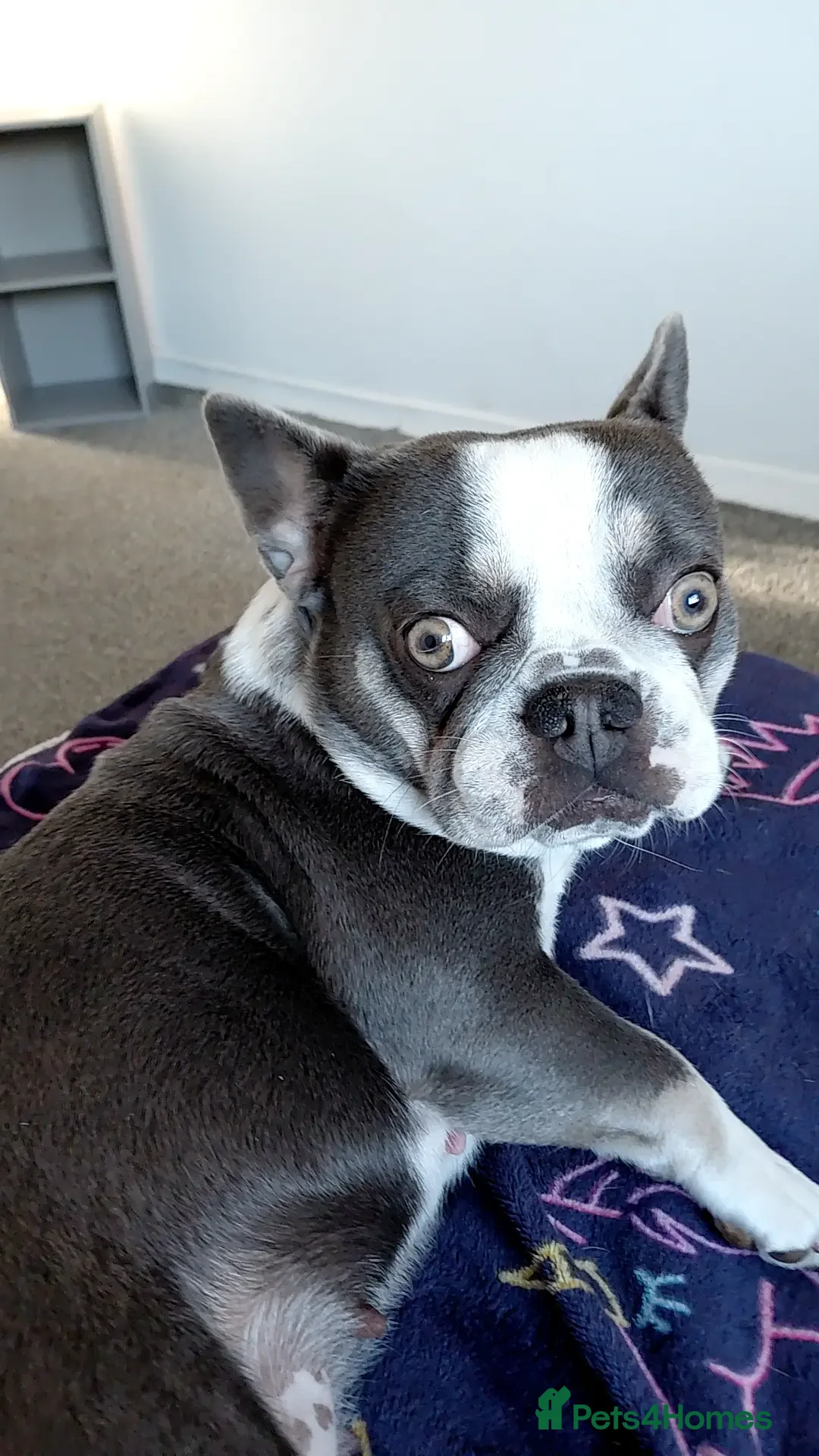 French Bulldog dogs for sale: Female french bulldog - Advert 2