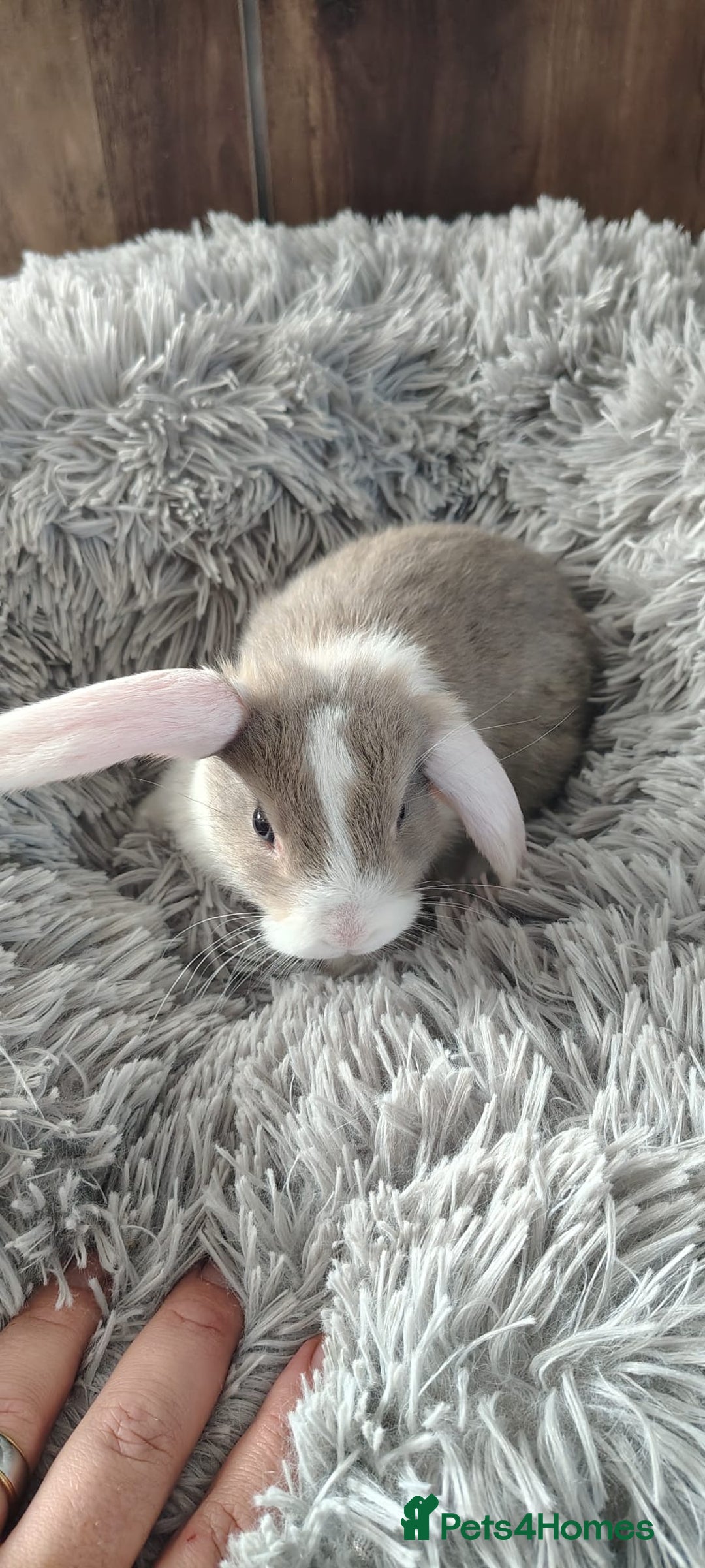 Mini Lop rabbits for sale: Beautiful Mini Lop Babies - 6 to choose from  - Image 12
