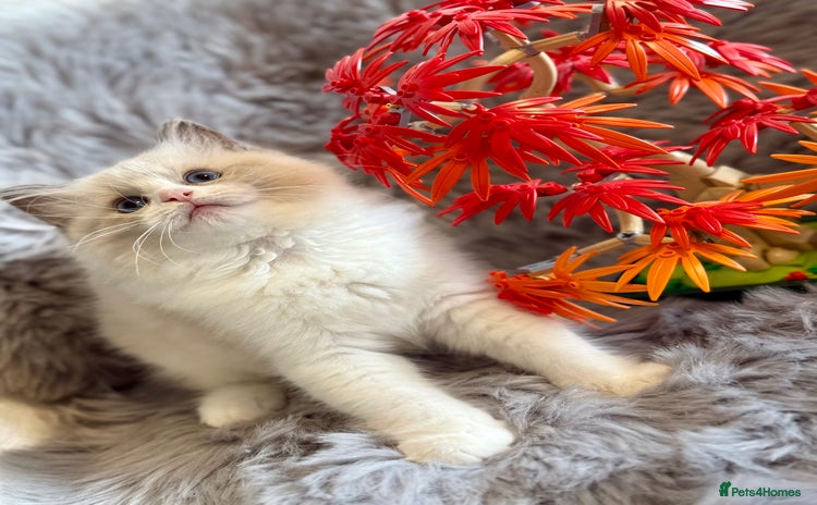 Ragdoll cats - Advert 8
