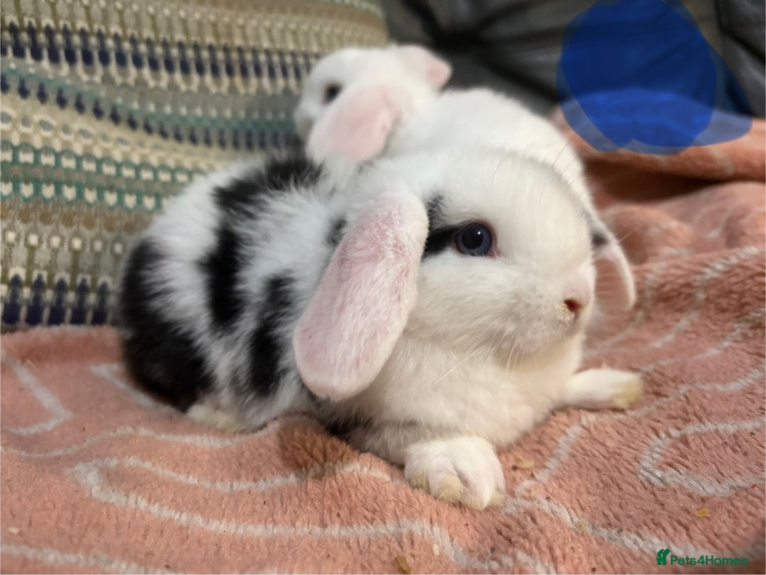 Mini Lop rabbits for sale: 8 beautiful friendly baby mini lops  - Image 22