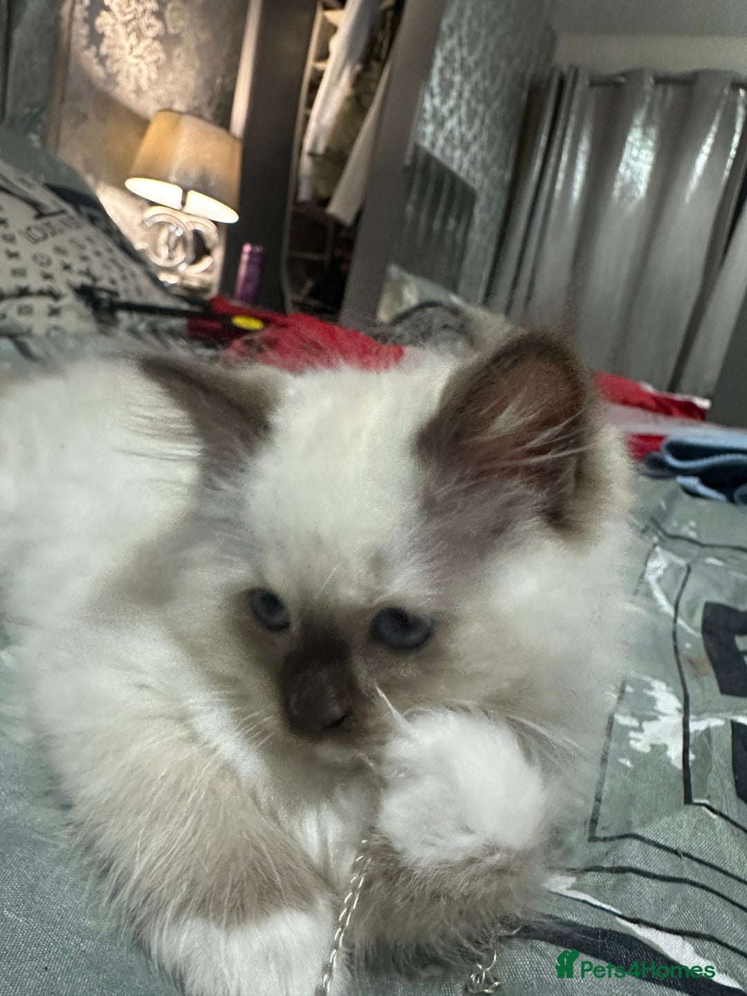 Ragdoll cats for sale: 1 beautiful blue eyed fluffy ragdoll left  - Image 9