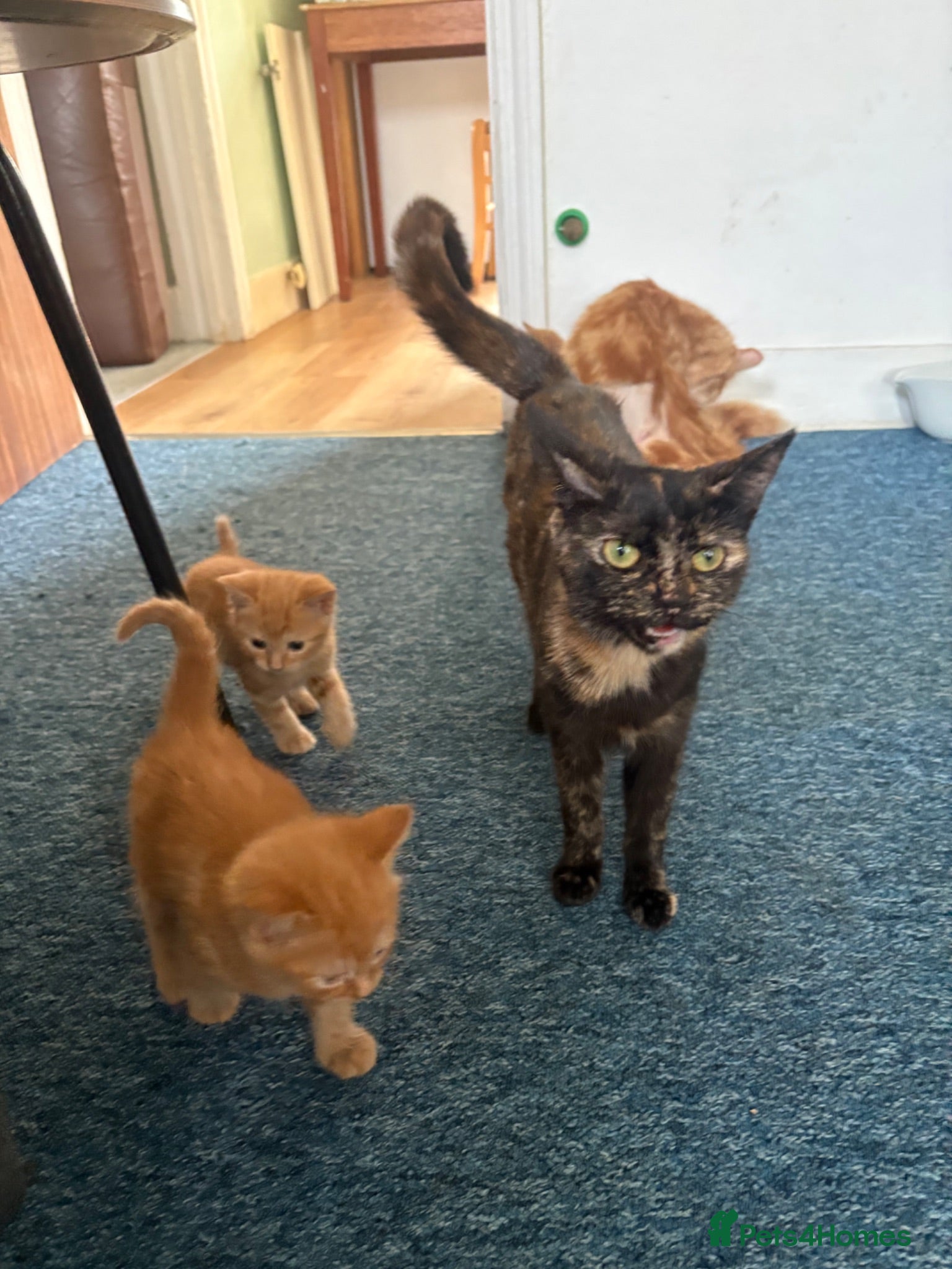 British Shorthair cats 4 British shorthair kittens available  - Advert 10