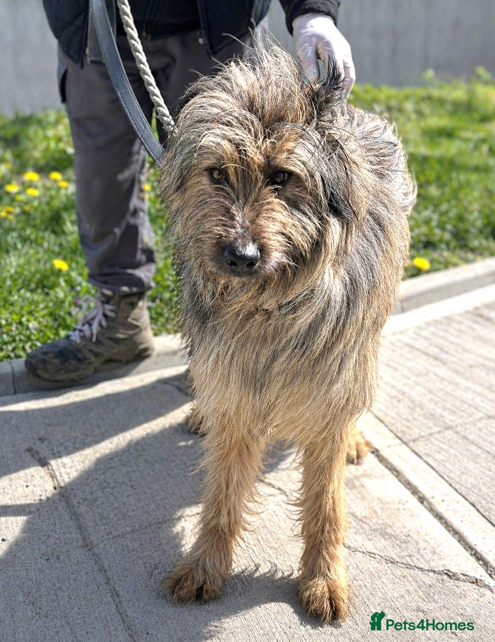 Mixed Breed dogs 🐾 JULES – Beauty, Brains & a Heart of Gold ❤️ - Advert 22