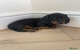 Miniature Dachshund dogs for sale: Last boy ready for new home Mini Dachshund  - Image 32