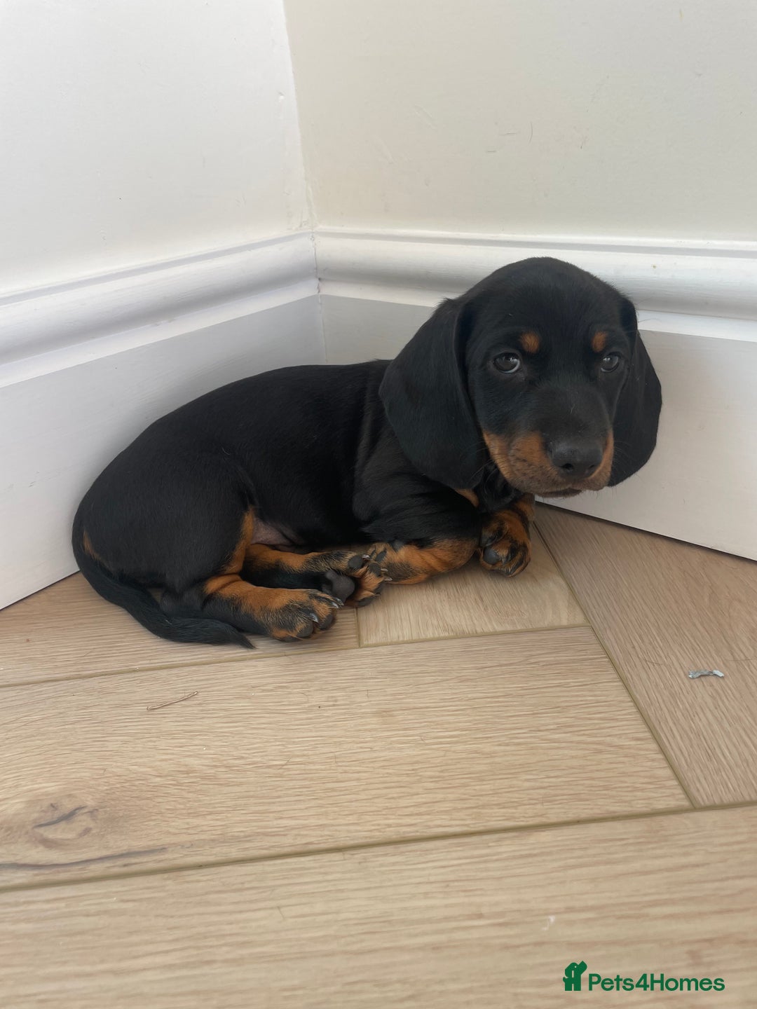 Miniature Dachshund dogs for sale: Last boy ready for new home Mini Dachshund  - Image 32