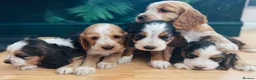 Cocker Spaniel dogs for sale: Cocker Spaniel puppies  in Widnes - Advert 1