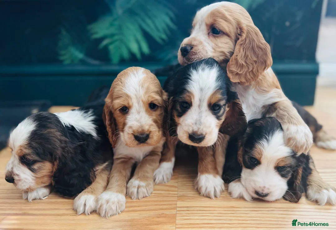 Cocker Spaniel dogs for sale: Cocker Spaniel puppies  in Widnes - Advert 1