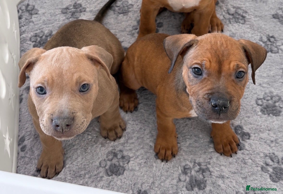 Mixed Breed dogs 🩷2 girls left🩷 Mastiff x Olde English Buldogge  - Advert 17