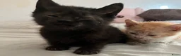 Mixed Breed cats for sale: Last 2 kittens left - Advert 8