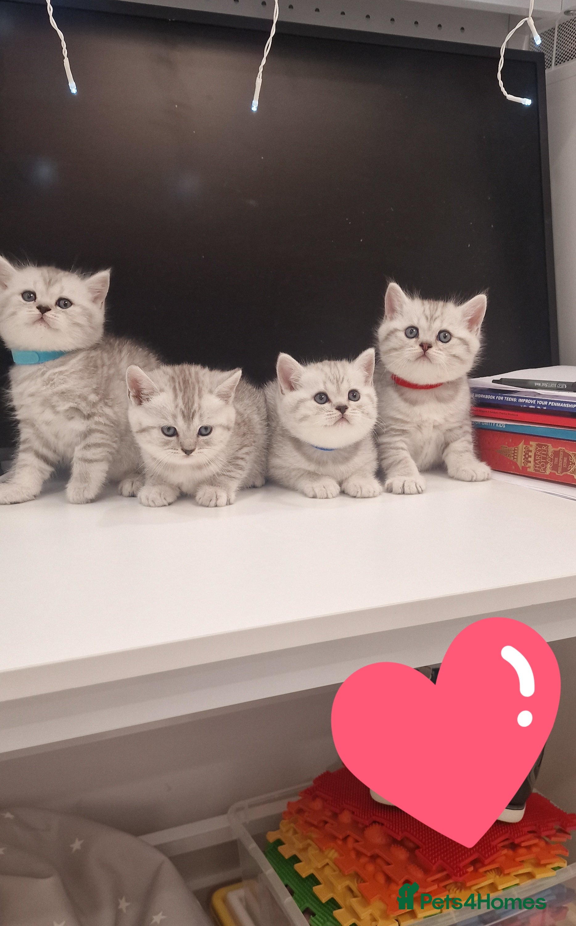 British Shorthair cats 🌟Amasing British Shorthair Kittens 🌟 - Advert 8