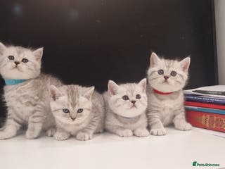 British Shorthair cats 🌟Amasing British Shorthair Kittens 🌟 - Advert 13